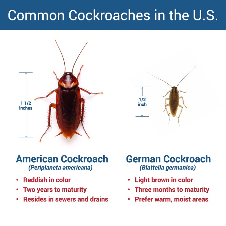 Durable, But Not Immortal Sprague’s Solutions for Cockroach Sprague
